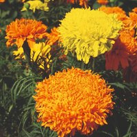 African Marigold 'Fantastic Mix' - Seeds