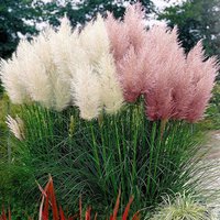 Pampas Grass 'Feathers Mix' - Seeds