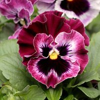 Pansy 'Frizzle Sizzle Raspberry' F1 - Seeds