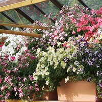 Petunia 'Trailing Emperor Mix' F1 - Seeds
