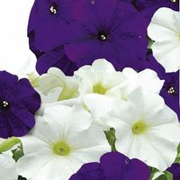 Petunia 'Skyline Mix' F1 - Seeds