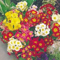 Polyanthus 'Giant Thrill Mix' - Seeds