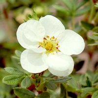 Potentilla fruticosa 'First Editions® Crème Brulée'