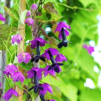 Rhodochiton 'Purple Bells' - Seeds