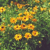 Rudbeckia 'Marmalade' - Seeds