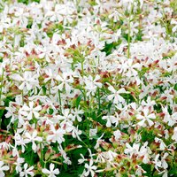 Soapwort graciella 'White' - Seeds