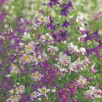 Schizanthus 'Angel Wings' - Seeds