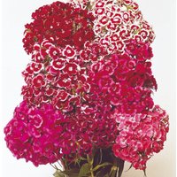 Sweet William 'Auricula-Eyed Mix' - Seeds