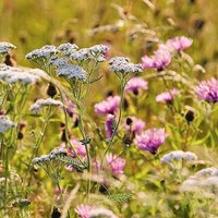 Fragrant Flowers Mix - Native British Wildflower Seeds