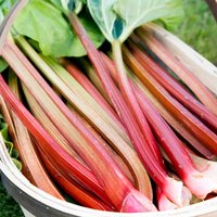 Rhubarb 'Timperley Early' (Early Season)