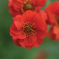 Geum 'Blazing Sunset'
