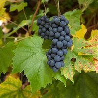 Grape 'Muscat Hamburg'