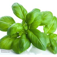 Basil 'Classico' - Organic Herb Seeds