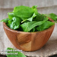 Sorrel 'Volare' - Herb Seeds