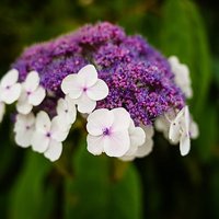 Hydrangea aspera 'Macrophylla'