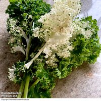 Kale 'Frost Byte' F1 - Seeds