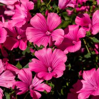 Lavatera 'Pink Reflection' - Seeds