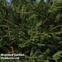 Metasequoia glyptostroboides