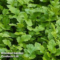 Mustard 'Autumn Sowing Mix' - Seeds