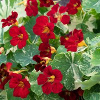 Nasturtium 'Queen Dark Red' - Seeds