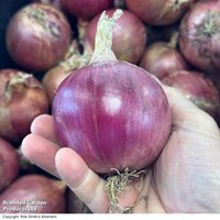 Onion 'Blush' F1 - Seeds