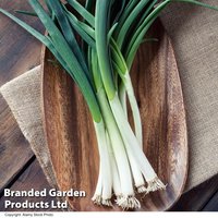 Spring Onion 'Marksman' - Seeds