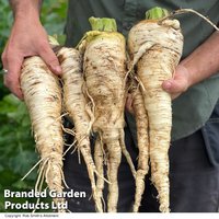 Parsnip 'Sabre' F1 - Seeds