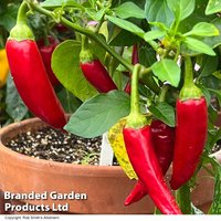 Chilli Pepper 'Sizzler' F1 - Seeds