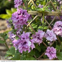 Petunia 'Allegra Orchid Vein' F1 - Seeds