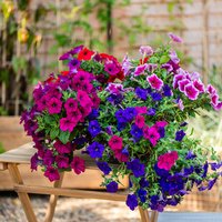 Petunia 'Surfinia' Collection