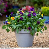 Garden Gear - Lucena Matte Finish Planter