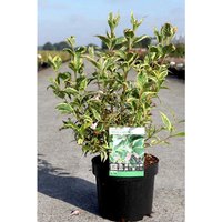 Weigela 'White Lightning'
