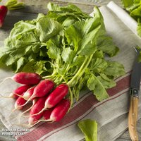 Radish 'French Breakfast 2' - Organic Seeds