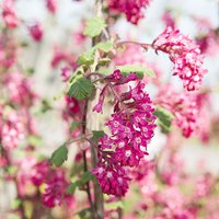 Ribes sanguineum 'Amour'