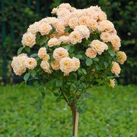 Rose 'Sweetie' (Patio Rose Standard)