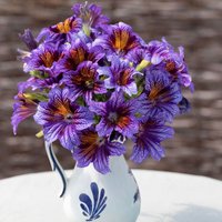 Salpiglossis 'Tora Blue' - Seeds