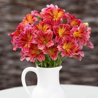 Salpiglossis 'Tora Red' - Seeds