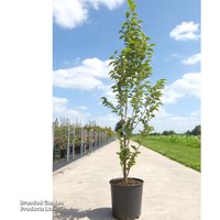 Styrax japonica 'June Snow'