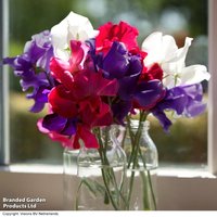 Sweet Pea 'Royal Standard' - Seeds