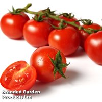 Tomato 'Crokini' F1 - Seeds