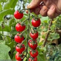 Tomato 'Meltaway' F1 - Seeds