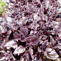 Basil 'Round Midnight' - Herb Seeds