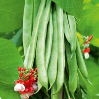Runner Bean 'Super Trio Mix' - Seeds