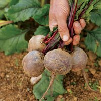 Beetroot 'Boltardy' - Seed Tape