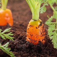 Carrot - Seed Tape