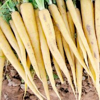 Carrot 'Creampak' F1 - Seeds