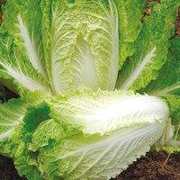 Chinese Cabbage 'Hilton' - Seeds