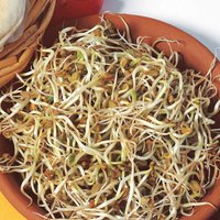 Fenugreek Shoots - Seeds