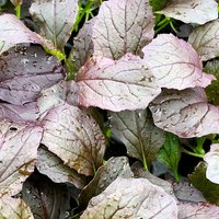 Mizuna 'Red Empire' F1 - Seeds