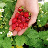 Strawberry 'Regina' - Seeds